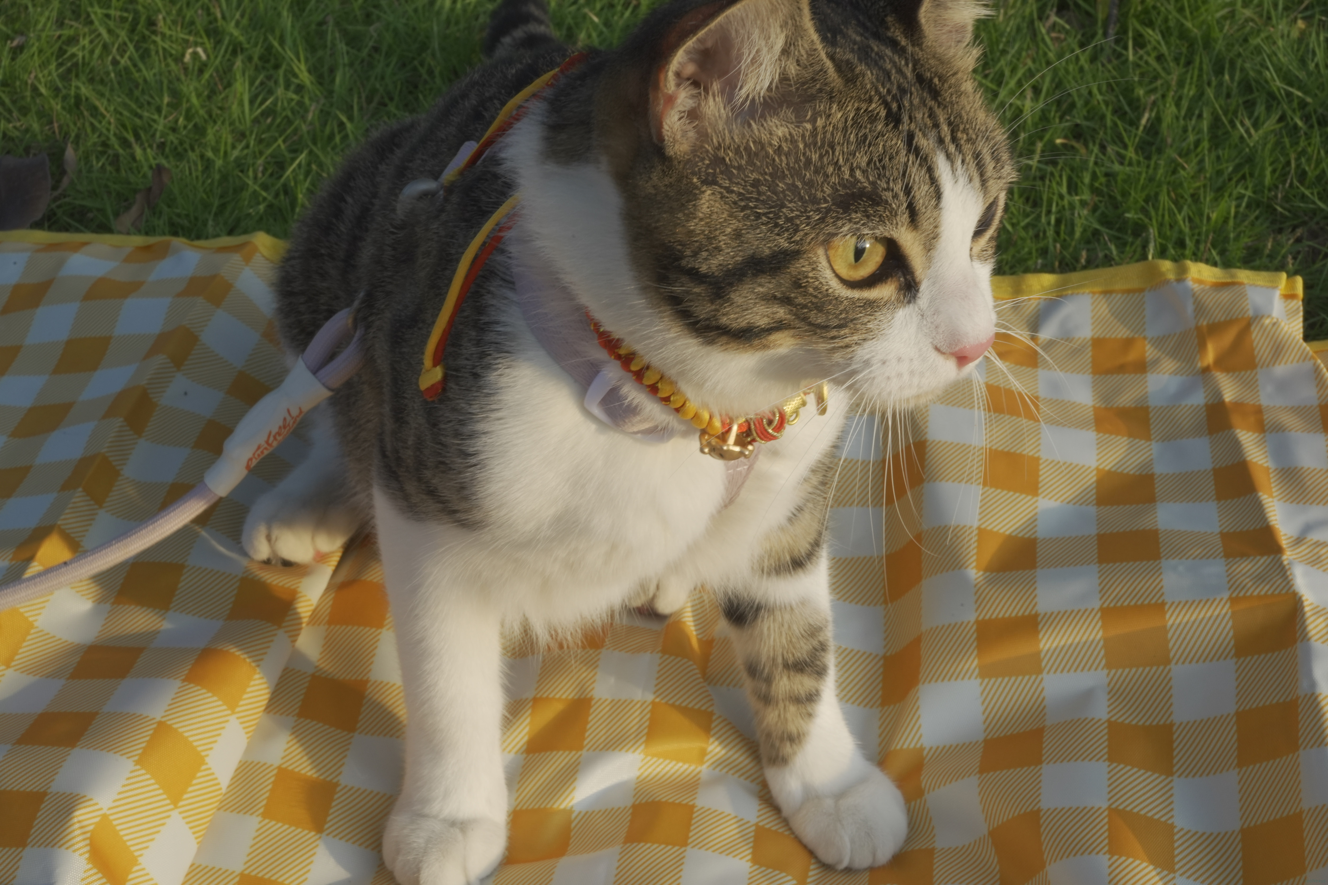 DSC00640